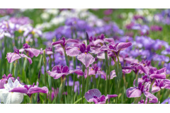 Warm Nowruz greetings! Hope the spirit of spring brings us peace, safety and tranquility