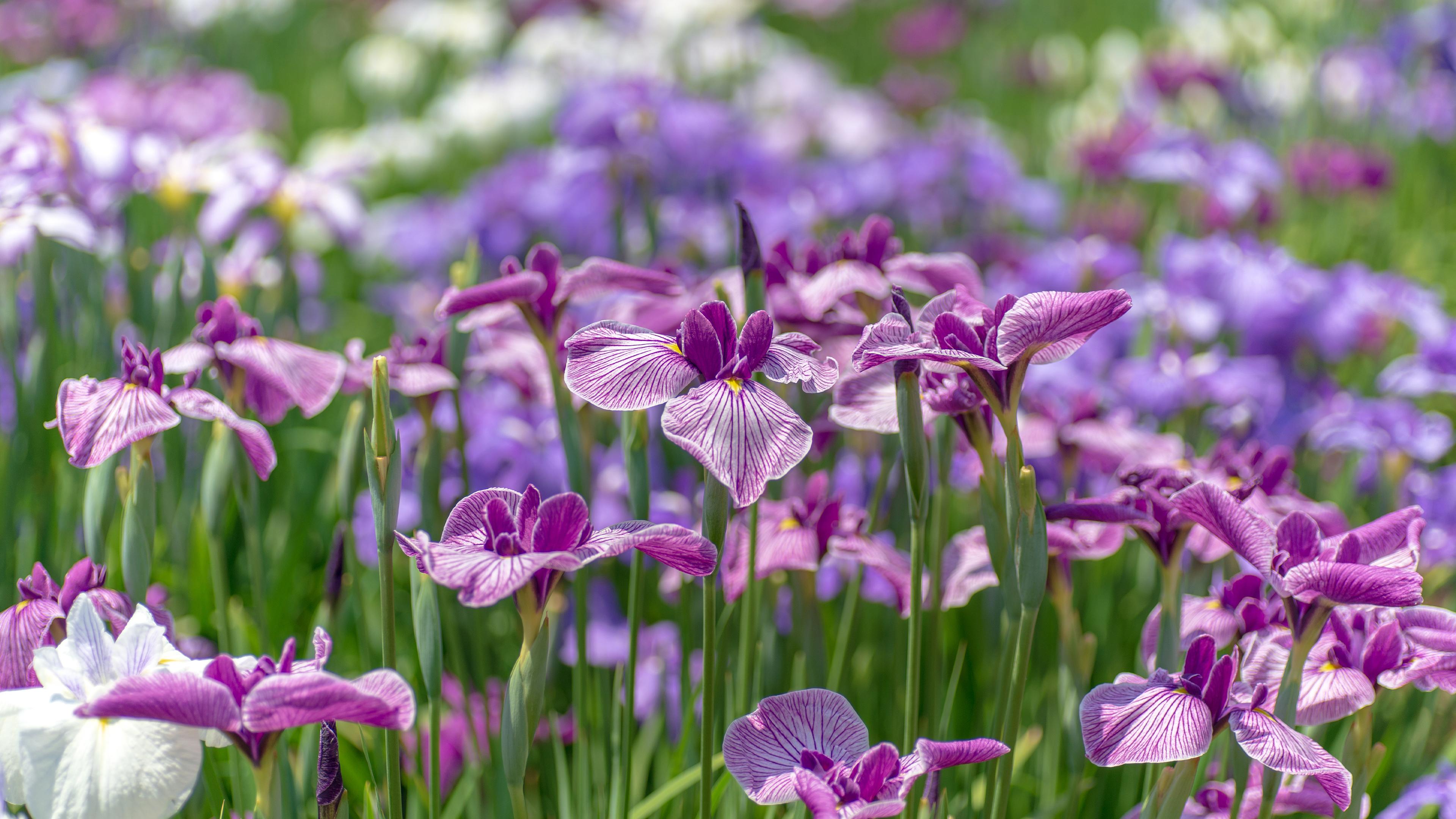 Warm Nowruz greetings! Hope the spirit of spring brings us peace, safety and tranquility